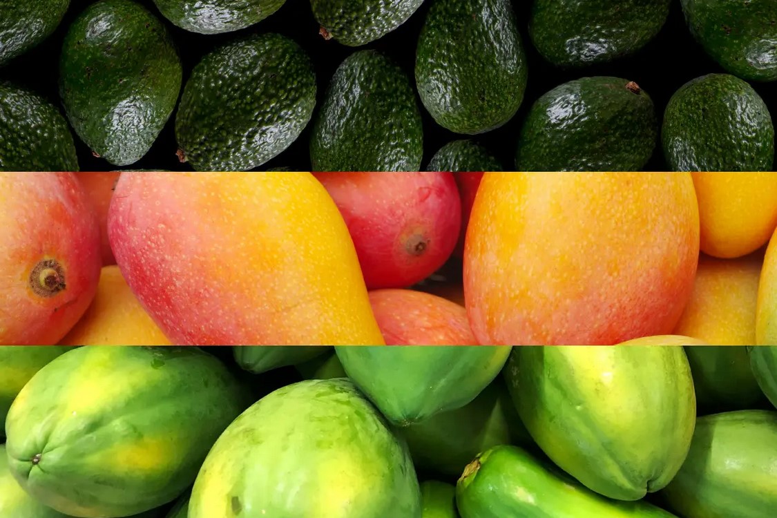 La Sicilia, terra di frutti tropicali: tra avocado, mango e papaya